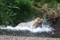 Grizzly Bear Chasing Salmon