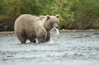 Grizzly Bear Eating Salmon