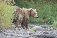 Grizzly Bear Looking for Salmon