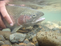 Underwater Alagnak Rainbow Trout