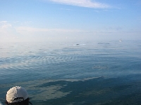 Isla Holbox Tarpon