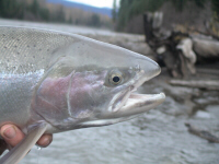 Sustut River Steelhead