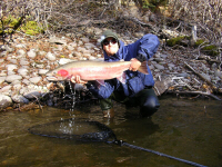 Aaron Adams Sustut River 24 Pound Steelhead