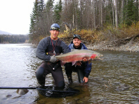 Aaron Adams 33.9 pound Sustut River Steelhead