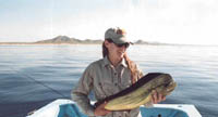 Baja Dorado