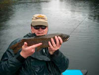 Brown Trout, Chile