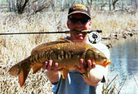 Mirror Carp on the Fly