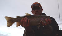 North Platte River, Wyoming Rainbow  Trout