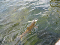 Cannibalistic Brown Trout, Green River