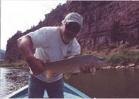 Green River Trophy Brown Trout