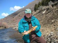 Provo River Fly Fishing Brown Trout