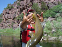Green River Brown 