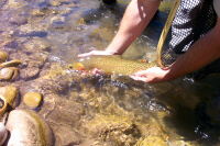 Bonneville Cutthroat Trout