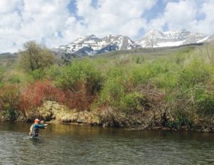 Woman fly fishing the Provo River with Mt. Timpanogos in the background