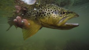 Underwater view of angler holding Brown Trout