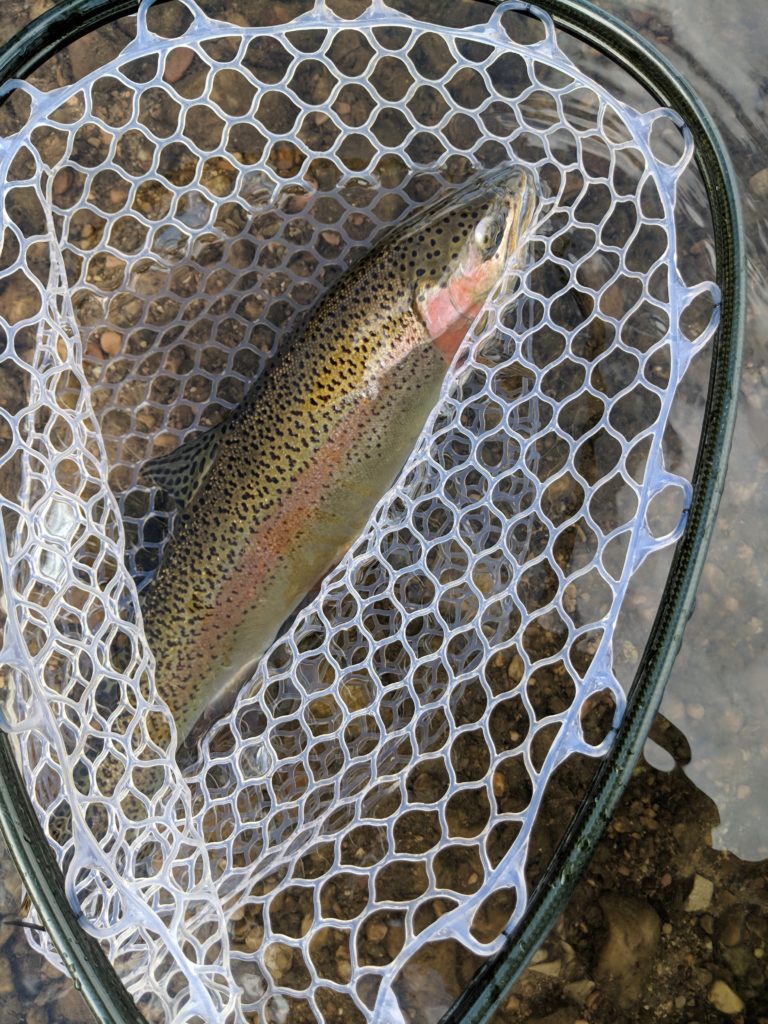 Lower Provo River Fishing Reports Fly Fishing Conditions
