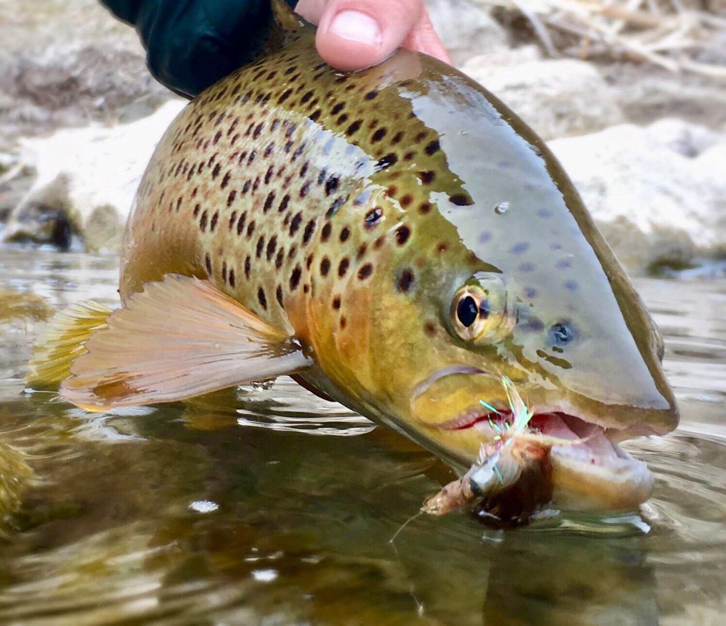 Lower Provo River Fishing Reports Fly Fishing Conditions