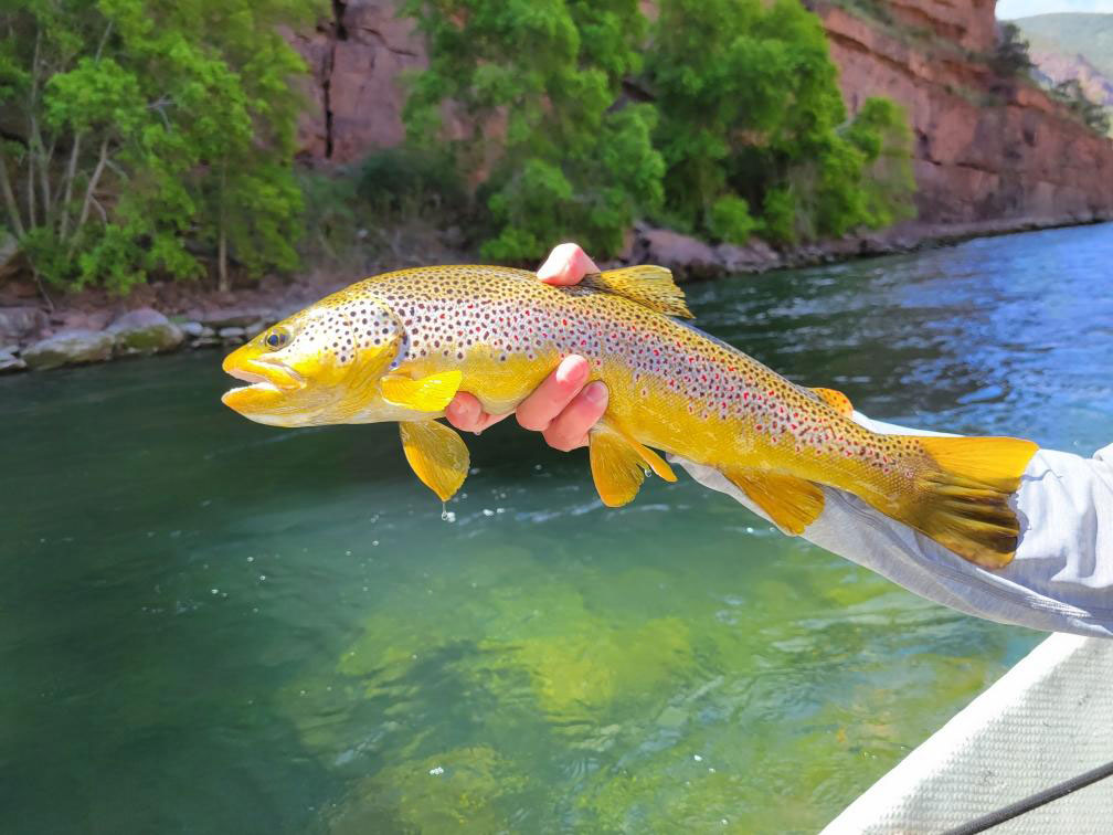 Green River Fly Fishing Guides