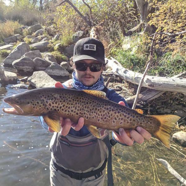 Provo-Brown-1000