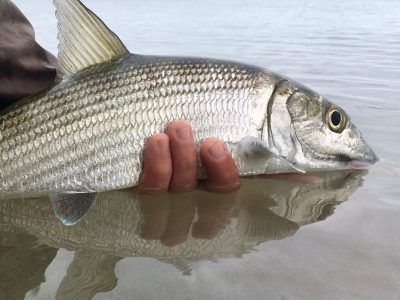 Bonefish-Release