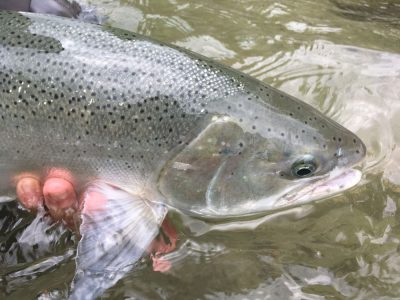 Clear-Fin-Headshot